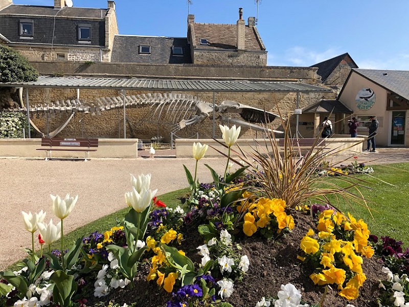 PARC DE LA BALEINE SQUELETTE BALEINE LUC SUR MER CREDIT MATHILDE LELANDAIS 2