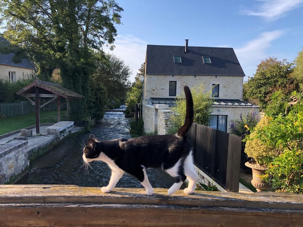 Een zwart-witte kat wandelt over de houten brug die naar de Place du Planître leidt. Op de achtergrond stroomt de Mue langs een oud washuis.