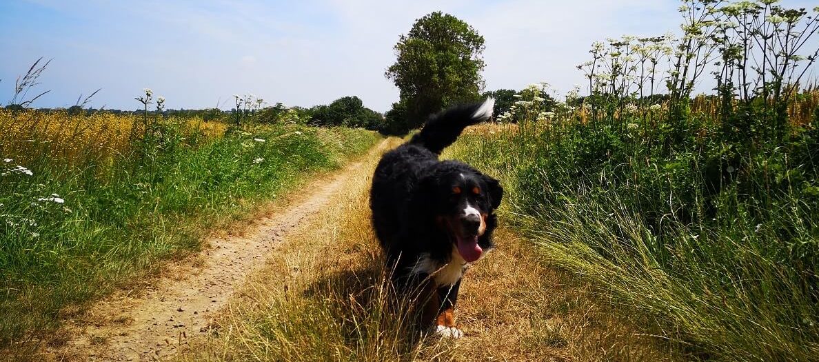 chien en balade campagne nature voyager avec mon chien calvados normandie dog friendly