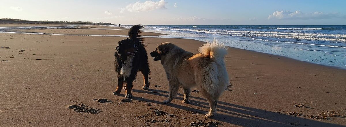 chiens a la plage voyager avec mon chien calvados normandie dog friendly