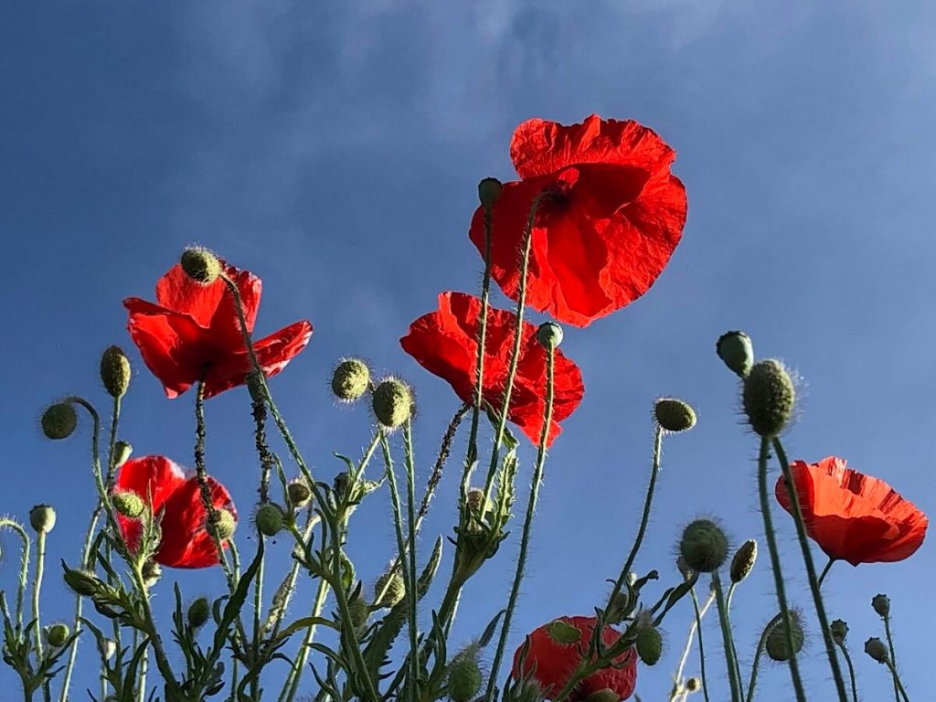 coquelicots le symbole du dday