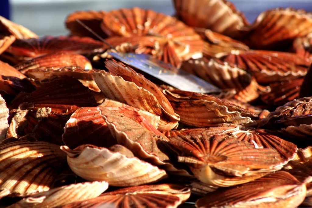 de sint-jakobsschelp Norman vismarkt courseulles sur mer
