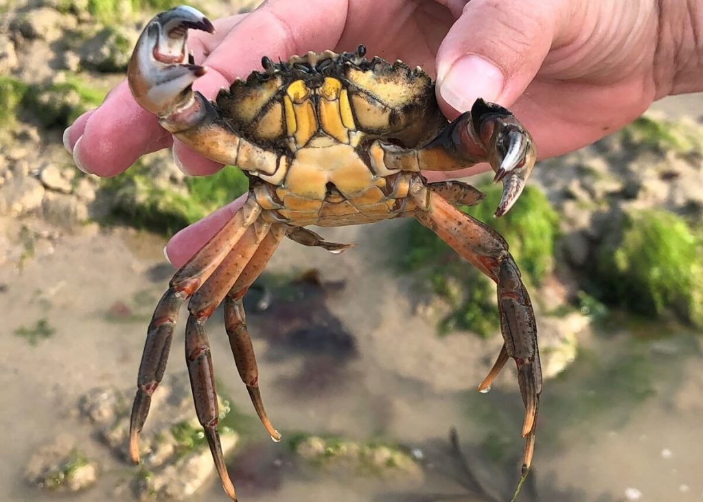 un crabe vert