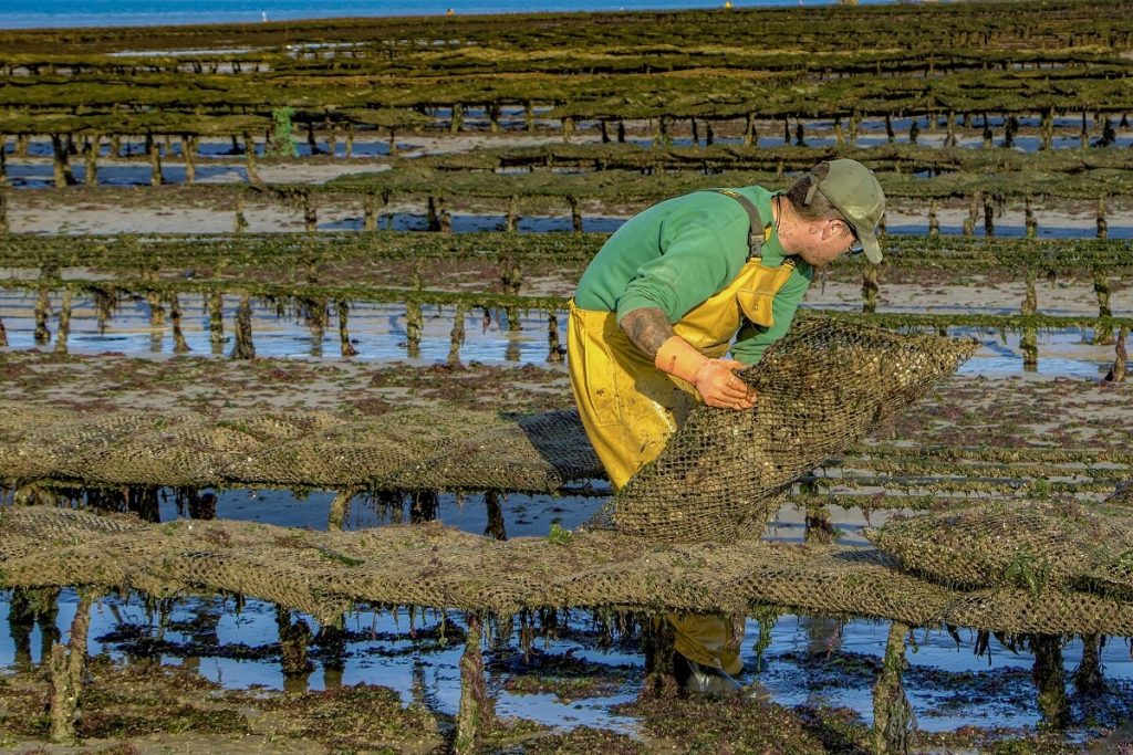 Ostréiculture, produits de la mer, huîtres, asnelles meuvaines, normandie, calvados, crustacés, zone conchylicole