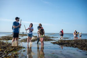 peche a pied saint aubin sur mer 2023 07 18 17 47 23 2552 thomas le floc h normandie tourisme