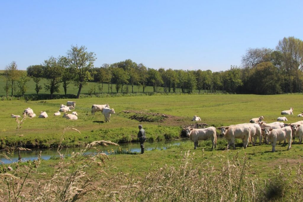 Au "Marais Leu" (littéralement le "marais du Loup") où coule la Seule un pêcheur lance sa ligne au milieu des vaches.