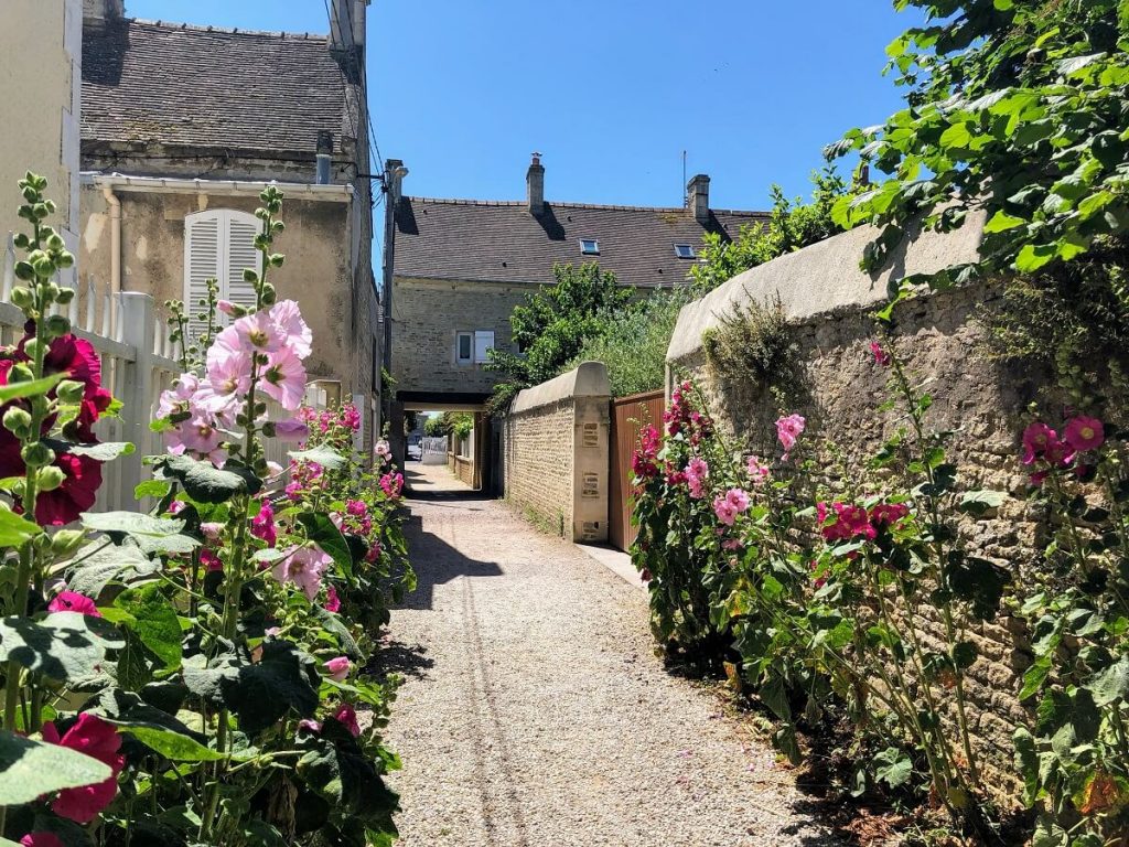L'une des venelles de Saint-Aubin-sur-Mer un jour d'été, les roses trémières roses pâles et fuchsia poussent de part et d'autre de l'allée de graviers claire, à gauche une barrière blanche, à droite un mur de pierre, typique de la région, et plus loin, dans l'enfilade du chemin les maisons de la venelle.