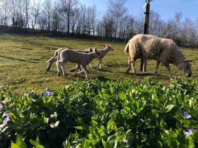 agneaux et brebis vallon de la capricieuse luc sur mer credit mathilde lelandais e1624286072802