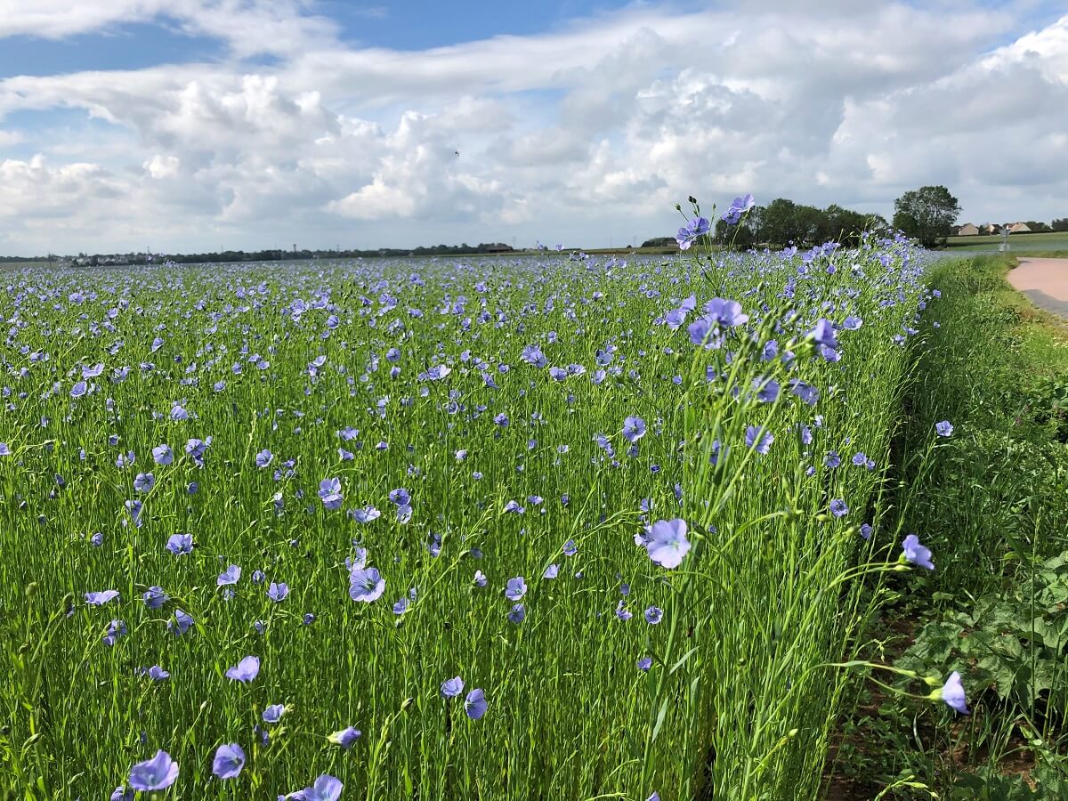 A field of fibre flax in flower. In the foreground, we can clearly make out the mauve-blue, five-petalled flowers and the tender, luminous green stems.