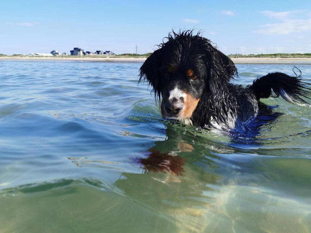 chien qui se baigne dans la mer credit nathalie papouin 1 1