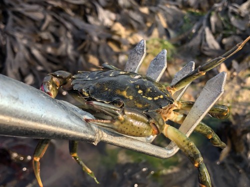 crabe vert pêche à pied platier rocheux