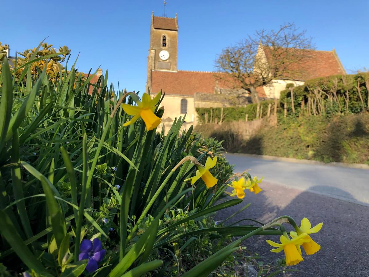 In the foreground is a bed of daffodils in flower, on the right is the road and in the background is the Romanesque church of Plumetot. It consists of two rectangular limestone buildings with tiled roofs (seen in profile in the photo). The bell tower, a simple square tower, is aligned with the entrance porch.