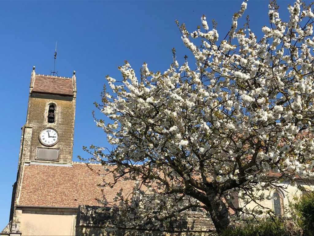 Sur la droite un cerisier garnie de ses fleurs blanches, à l'arrière plan, l'église et son clocher vue de profil. - crédit : Mathilde Lelandais