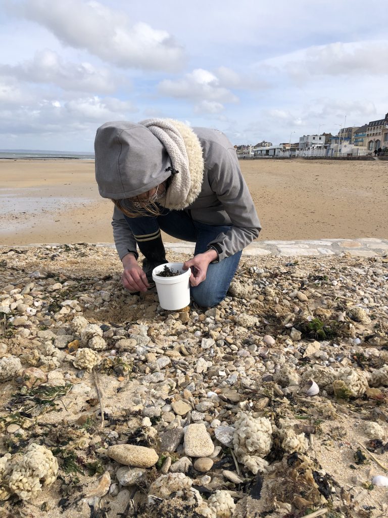 formation cpie peche a pied de loisirs la decouverte de la laisse de mer credit mathilde lelandais 1