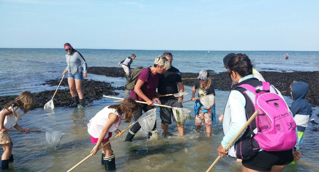 peche a pied balade decouverte littorale visite guidee decouverte faune et flore marine credit mathilde lelandais