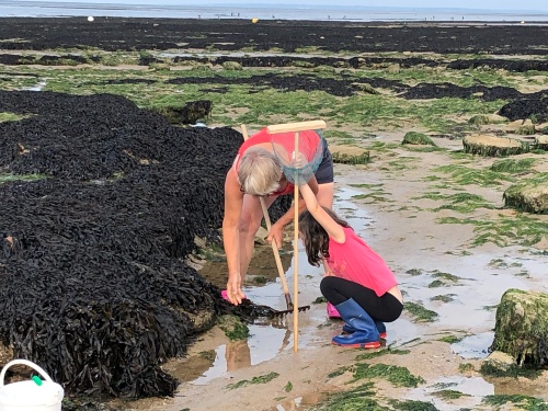 peche a pied de loisirs a maree basse saint aubin sur mer juillet 2019 credit mathilde lelandais 1 2