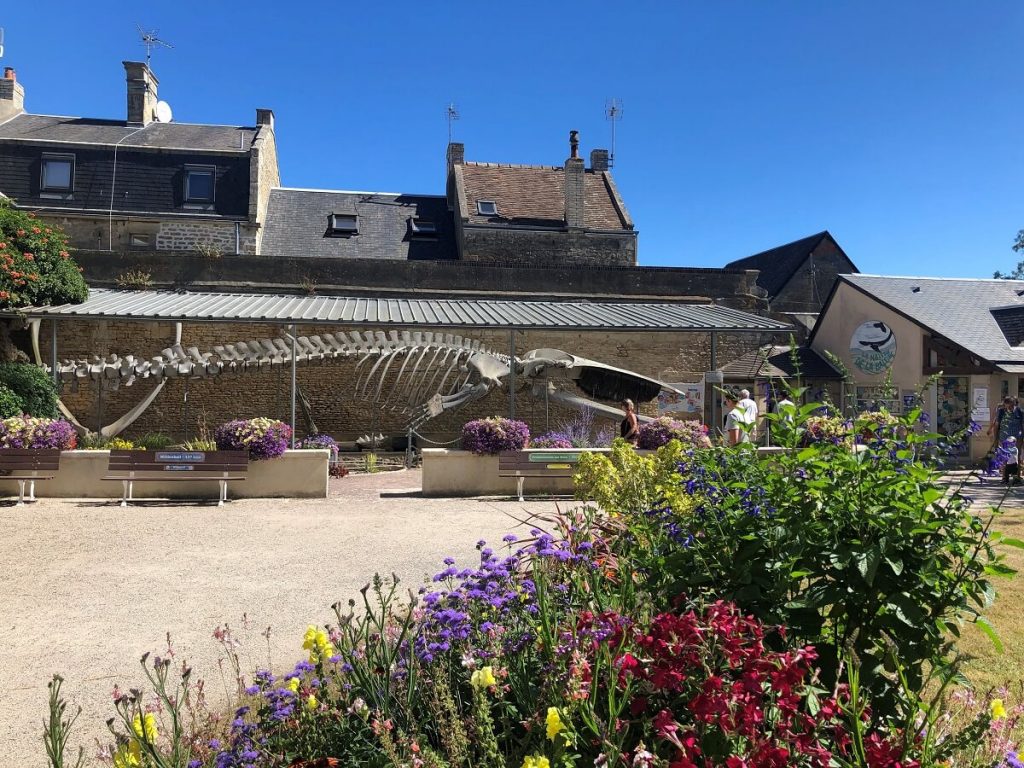 Le squelette de la baleine, abrité des intempéries par une toiture de taule. La photo est prise depuis l'entrée du parc pour saisir le cétacé dans son intégralité.  crédit : Mathilde Lelandais