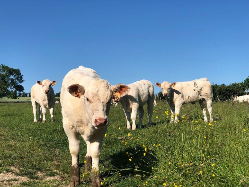 Quatre veaux à roche blanc-crème dans un champ. Ils regarde la caméra, trois sont à l'arrière plan, le plus proche est tourné face à la photographe. - crédit : Mathilde Lelandais