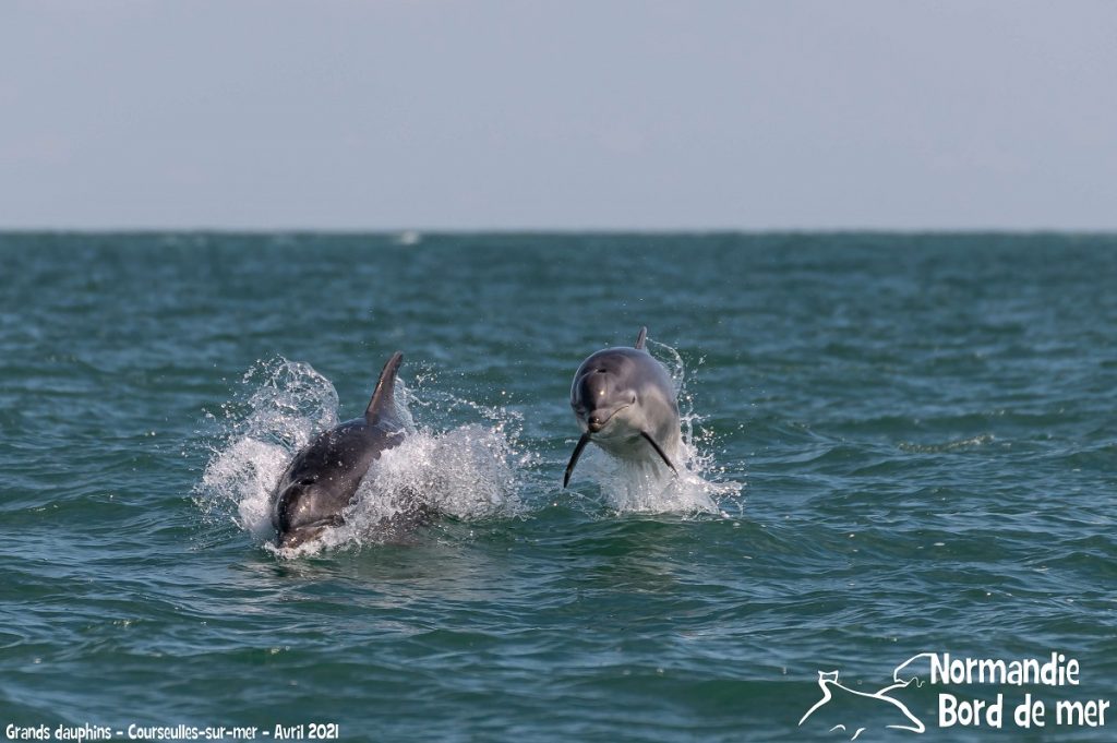 animaux marins credit jean louis perrin normandie bord de mer dauphins
