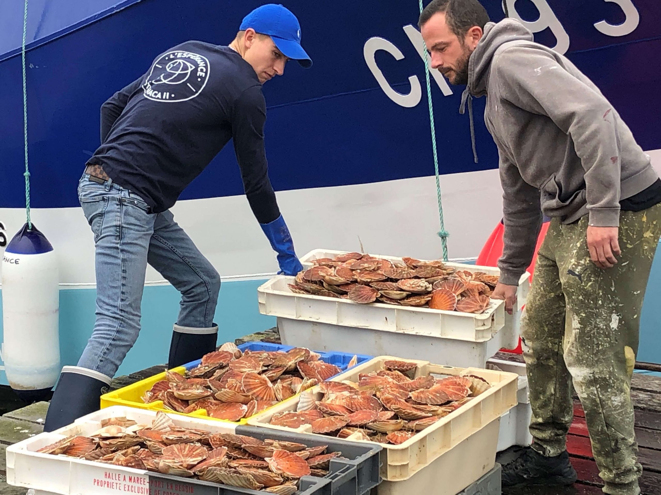 debarque coquille saint jacques maison daubert courseulles sur mer credit mathilde lelandais 2