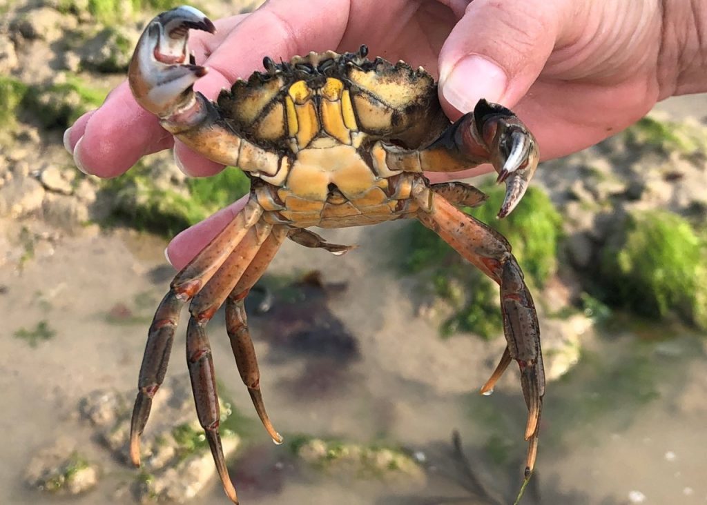 crabe vert peche a pied saint aubin sur mer credit mathilde lelandais 2