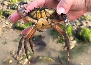 crabe vert peche a pied saint aubin sur mer credit mathilde lelandais 2