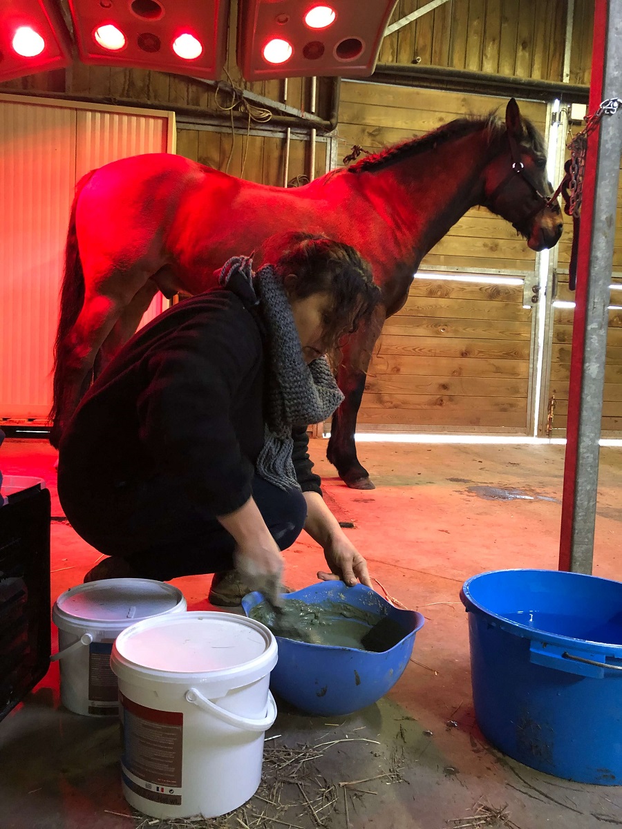 cheval preparation du soin courseulles equitation massage et soin algotherapie credit mathilde lelandais