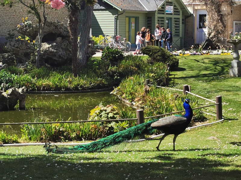 In the Parc de la baleine, near the lake, a peacock strolls along, nonchalantly letting the large emerald-green feathers of its nuptial finery dangle. - credit: Nathalie Papouin