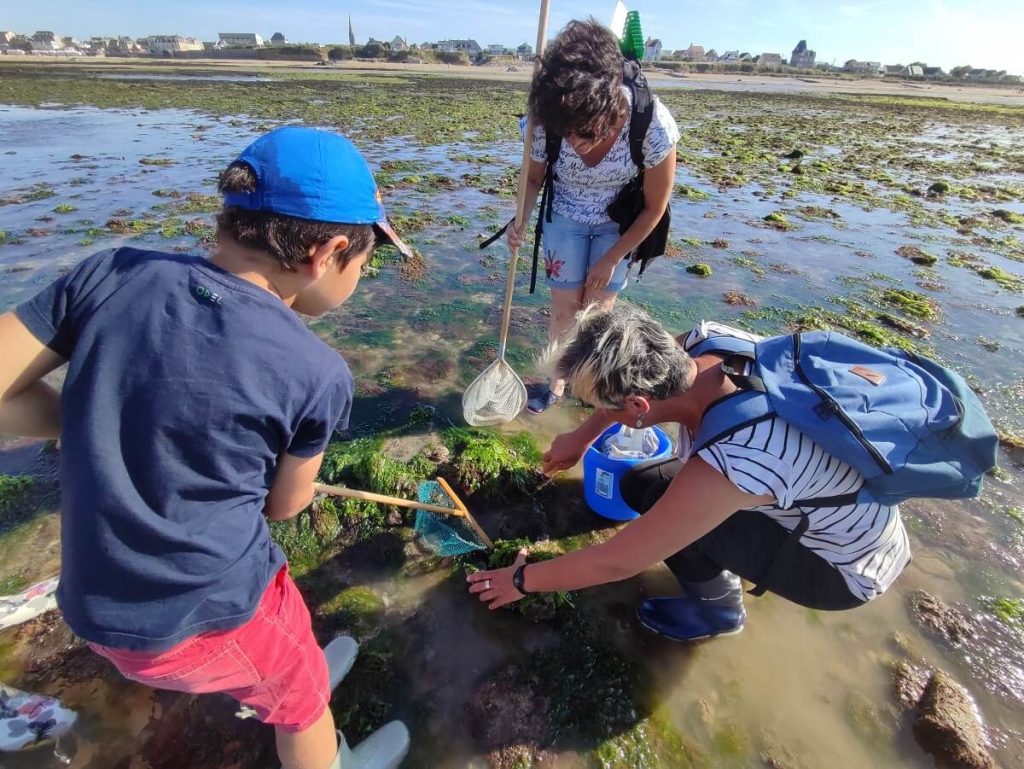 balade decouverte littorale peche a pied saint aubin sur mer 2022 credit constance duquesnay