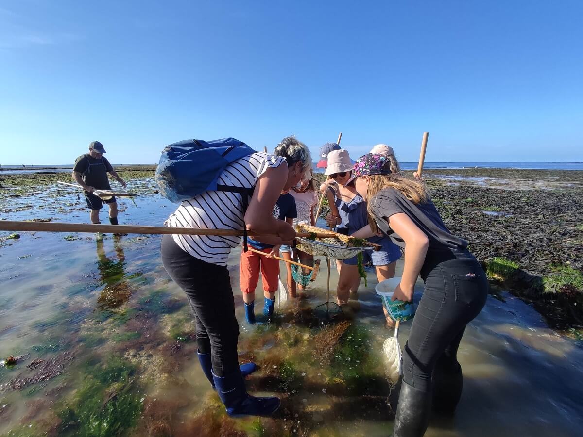 la balade decouverte littorale peche a pied saint aubin sur mer 2022 credit constance duquesnay