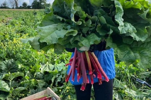 ferme fouques recolte rhubarbe 3