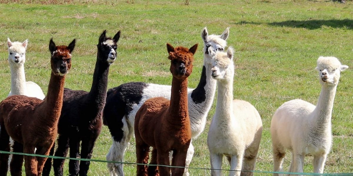 normandie alapaga amaury achard