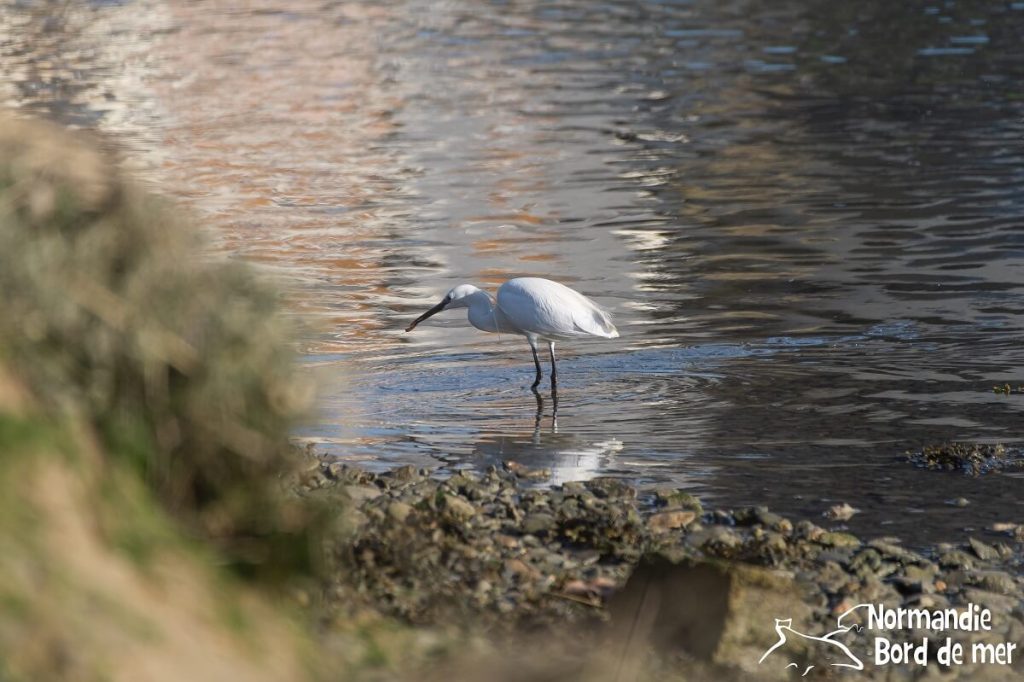 aigrette garzette mer de la manche faune marine credit jean louis perrin normandie bord de mer