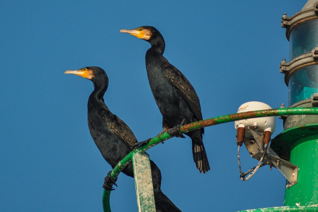 cormorans faune marine mer de la manche credit jean louis perrin normandie bord de mer