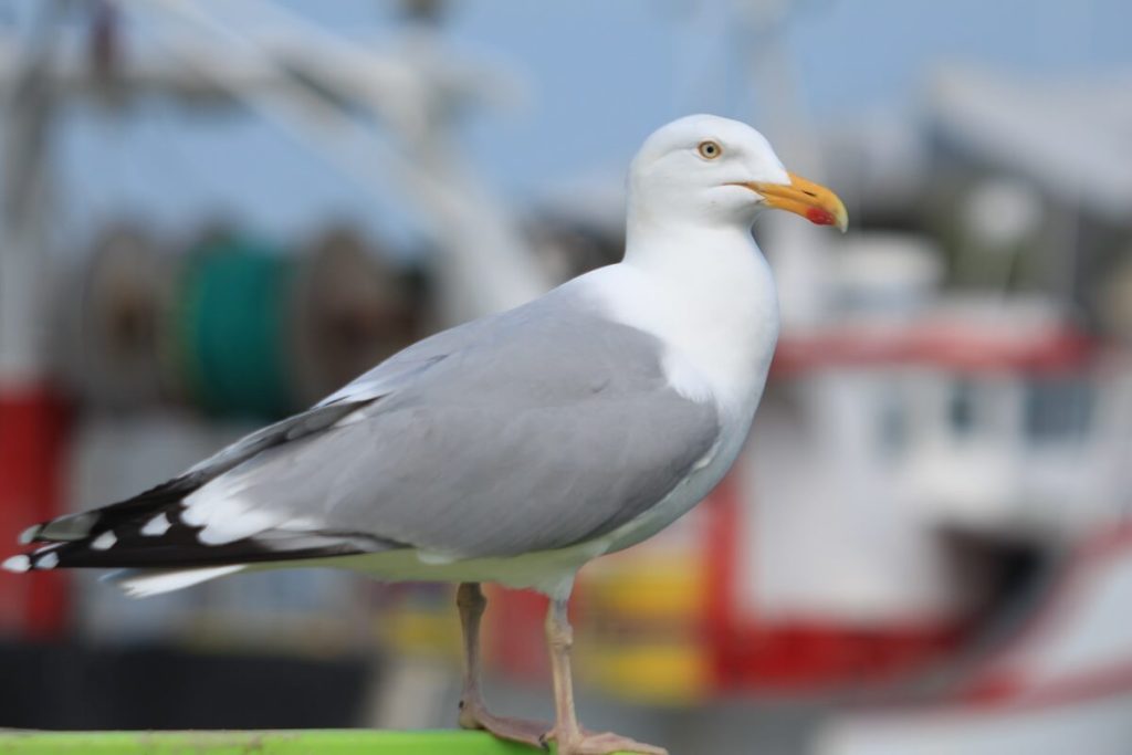 goeland port de courseulles sur mer credit nathalie papouin