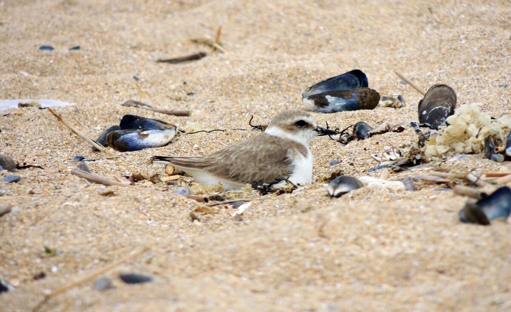 gravelot feelle au nid hermanville sur mer credit benjamin potel