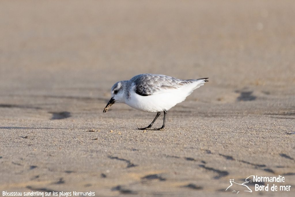 les becasseaux sanderling mer de la manche faune marine credit jean louis perrin normandie bord de mer