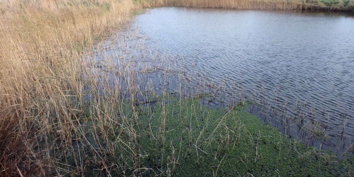 marais du platon bernieres bp compr 2