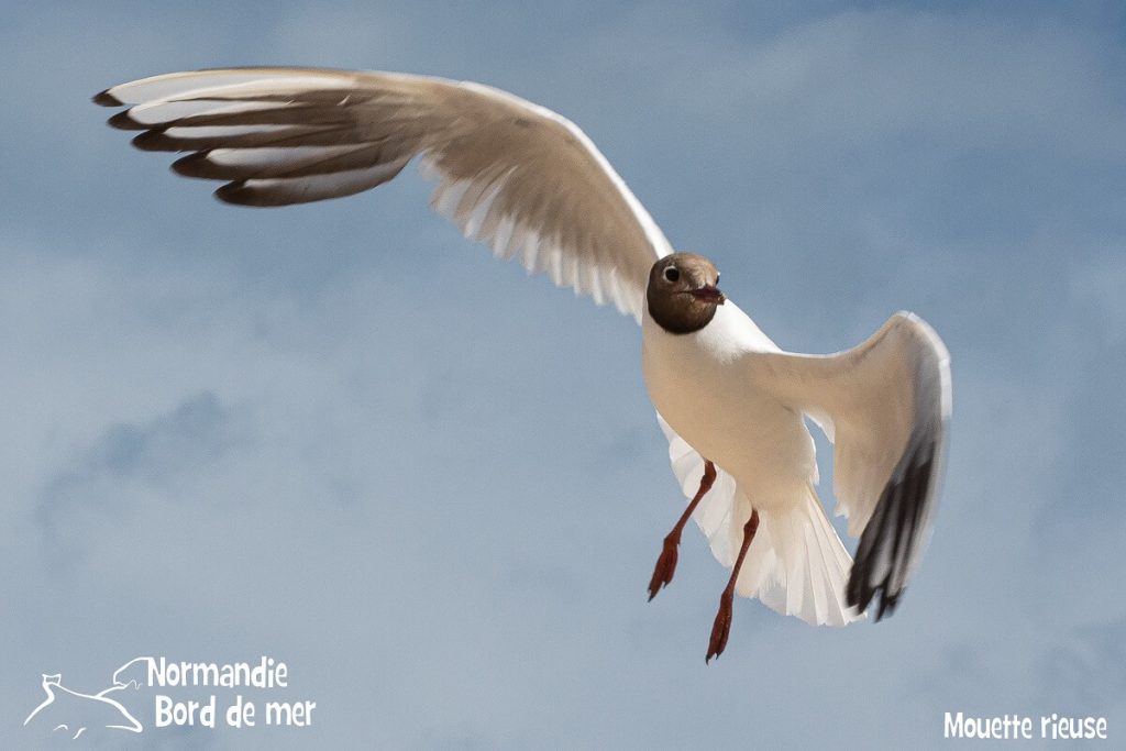 mouette rieuse mer de la manche faune marine credit jean louis perrin normandie bord de mer