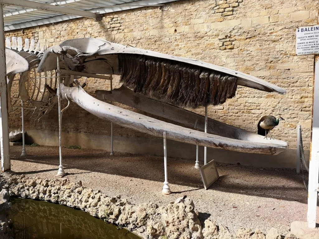 squelette baleine et paon parc de la baleine credit nathalie papouin 2 2