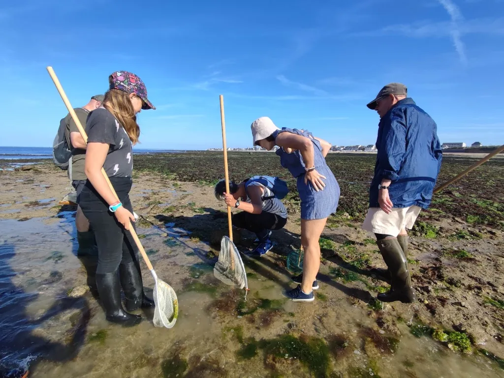 balade decouverte littorale peche a pied saint aubin sur mer 2022 credit constance duquesnay 35