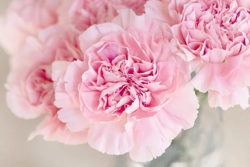 fleurs pezibear