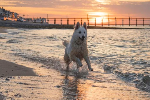 kinai et compagnie dog friendly chien credit alexandra lefol 28