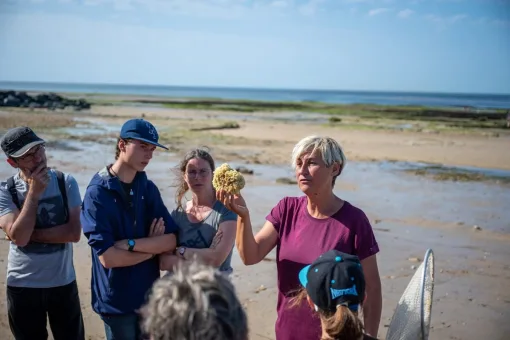 Pêche à pied à Saint-Aubin-sur-Mer en Normandie par Thomas Le Floc'h pour Normandie Tourisme.