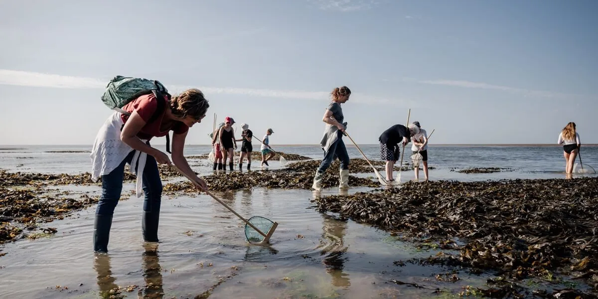 peche a pied saint aubin sur mer 2023 07 18 17 42 07 2522 thomas le floc h normandie tourisme