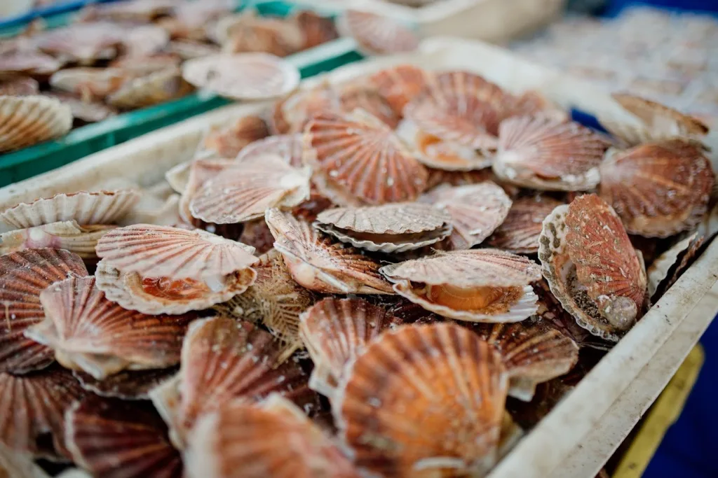 coquilles saint-Jacques marché aux poissons