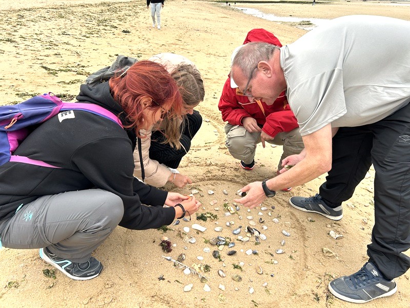 environnement et créatures de plage sortie nature