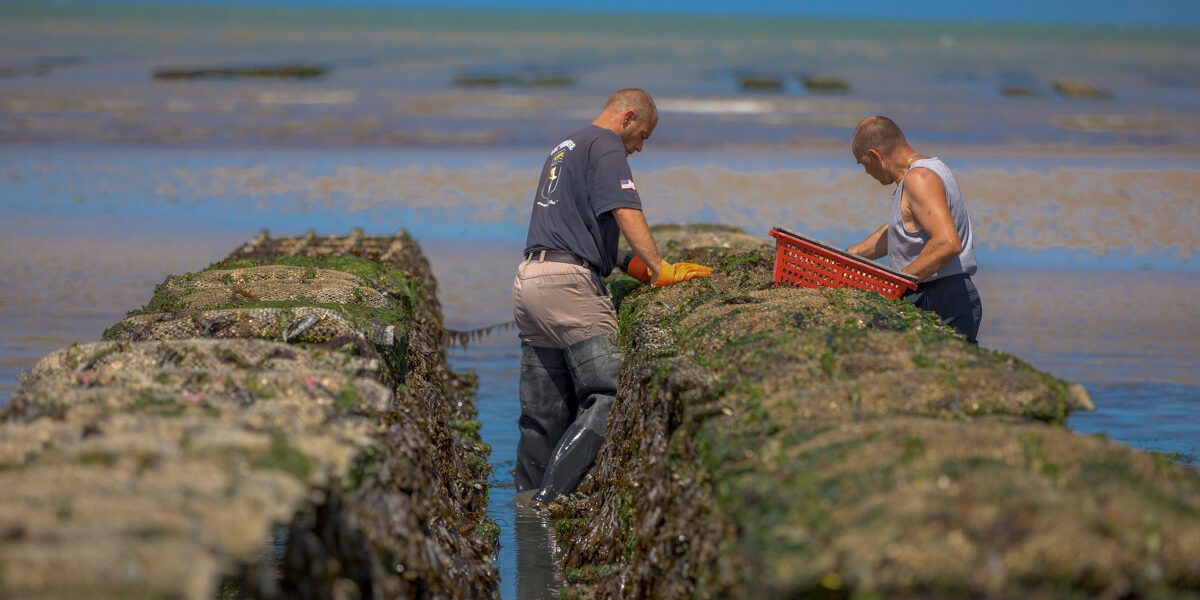 Parc à huîtres d'Asnelles
