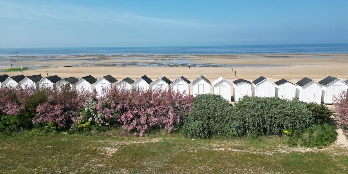 Rangée de cabines de plage blanches à Bernières-sur-Mer derrière des buissons de tamaris en fleurs.